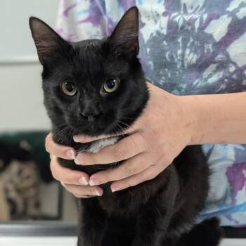 Cal -  Domestic Short Hair Cat for Adoption in Canton, Illinois - Cal | PetCurious