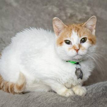 Domestic Short Hair Cats Available for Adoption in St. Louis, Missouri - STROGANOFF | PetCurious