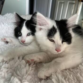 Patch & Perdita (coming soon 10/8) -  Domestic Long Hair Cat for Adoption in Wells, Maine - Patch & Perdita (coming Soon 10/8) | PetCurious