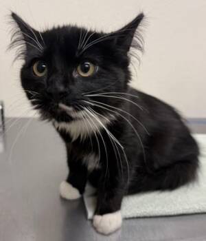 Domestic Medium Hair and Domestic Short Hair Cats Available for Adoption - Finn | PetCurious