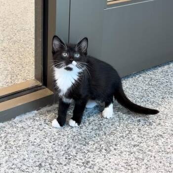Arnold (ID 53608) -  Domestic Short Hair Cat for Adoption in Manassas, Virginia - Arnold (ID 53608) | PetCurious
