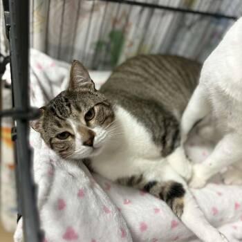Domestic Short Hair Cats Available for Adoption - Samwise - Chino Hills Location | PetCurious