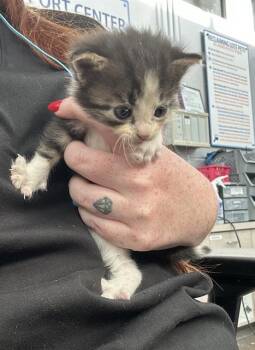 Rescue Domestic Short Hair Cats for Adoption in Dallas, Texas - MATTHEW | PetCurious