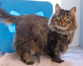 Domestic Long Hair Cats Available for Adoption in Leesburg, Virginia - CHEEKERS | PetCurious