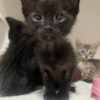 Anise -  Domestic Short Hair Cat for Adoption in San Antonio, Texas - Anise | PetCurious