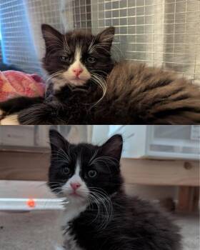 LADDIE -  Domestic Long Hair Cat for Adoption in Kent, Washington - LADDIE | PetCurious