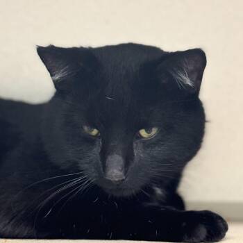 Bart -  Domestic Short Hair Cat for Adoption in Wheeling, Illinois - Bart | PetCurious
