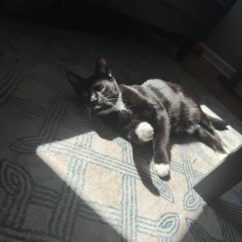 Bo (fka Chin) -  Domestic Short Hair Cat for Adoption in Akron, Ohio - Bo (fka Chin) | PetCurious