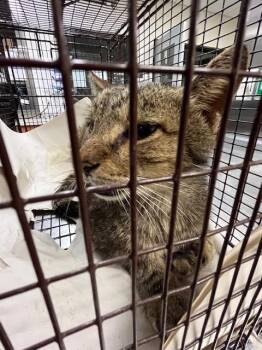 OCTAVIUS -  Domestic Short Hair Cat for Adoption in Doral, Florida - OCTAVIUS | PetCurious