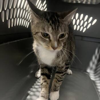 Cola (Lola) -  Domestic Short Hair Cat for Adoption in Tampa, Florida - Cola (Lola) | PetCurious
