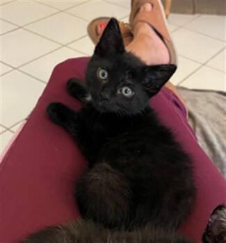 CLYDE -  Domestic Long Hair and Domestic Short Hair Cat for Adoption in Omaha, Nebraska - CLYDE | PetCurious