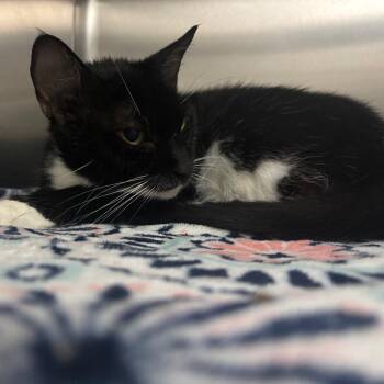 Montana -  Domestic Short Hair Cat for Adoption in Lakeland, Florida - Montana | PetCurious