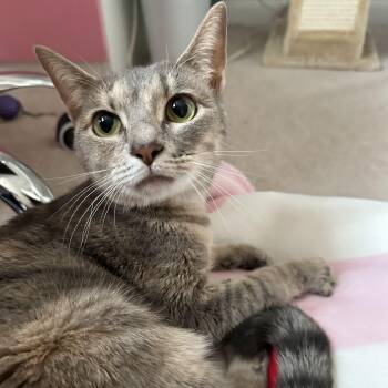 Rescue Domestic Short Hair Cats for Adoption in South Riding, Virginia - River | PetCurious