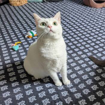 Charlie (formerly Harlem) -  Domestic Short Hair Cat for Adoption in Woodstock, Virginia - Charlie (formerly Harlem) | PetCurious