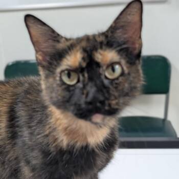 Mitzy -  Domestic Short Hair Cat for Adoption in Canton, Illinois - Mitzy | PetCurious