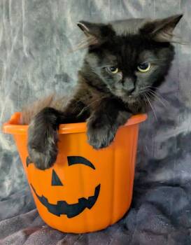 Rescue Domestic Medium Hair Cats for Adoption in San Jose, California - Gizmo | PetCurious