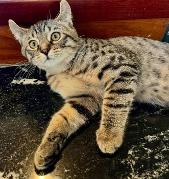 Rescue Domestic Short Hair and American Curl Cats for Adoption in Pointe-claire, Quebec - Roi | PetCurious