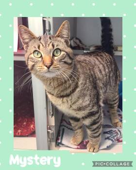 Domestic Short Hair Cats Available for Adoption in Iron River, Michigan - Mystery | PetCurious
