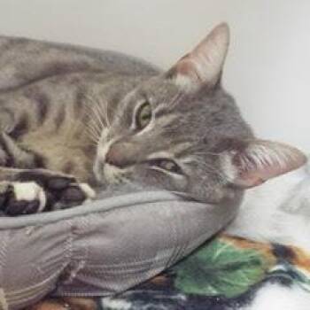 Rescue Tabby Cats for Adoption in Green Valley, Arizona - Ziggy | PetCurious