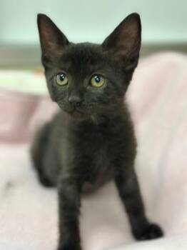 Rescue Domestic Short Hair Cats for Adoption in Parlier, California - Betty | PetCurious