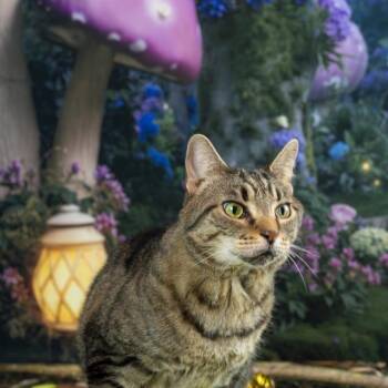 Domestic Short Hair Cats Available for Adoption - Boo Radley | PetCurious