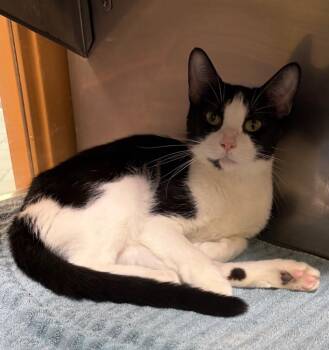 Serena -  Domestic Short Hair Cat for Adoption in Little Rock, Arkansas - Serena | PetCurious
