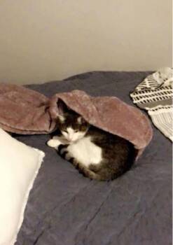 Rescue Domestic Short Hair Cats for Adoption in Janesville, Wisconsin - Fiona  - Courtesy Post | PetCurious