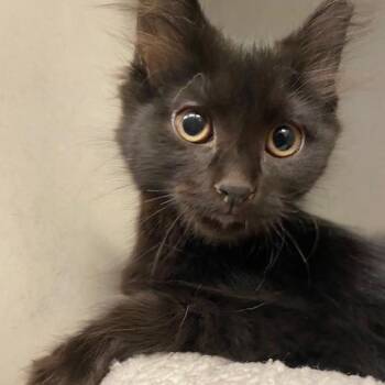 Peppermint -  Domestic Long Hair Cat for Adoption in Dayton, Ohio - Peppermint | PetCurious