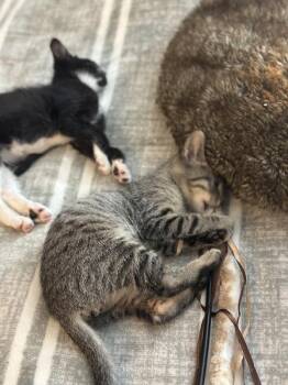 Cowboy -  Domestic Short Hair Cat for Adoption in Vallejo, California - Cowboy | PetCurious