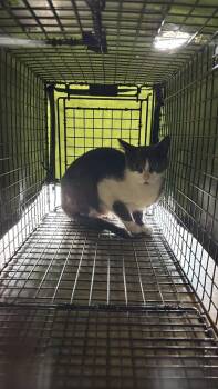 Medina Feral 3 -  Domestic Short Hair Cat for Adoption in New Braunfels, Texas - Medina Feral 3 | PetCurious
