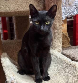 Calista -  Domestic Short Hair Cat for Adoption in Centerville, Georgia - Calista | PetCurious