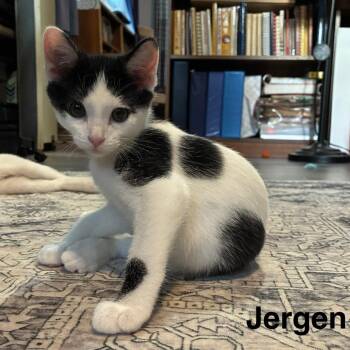 Jergen -  Domestic Short Hair Cat for Adoption in Lakewood, Colorado - Jergen | PetCurious