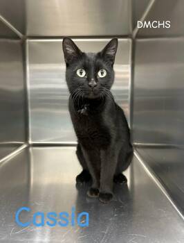 Domestic Short Hair Cats Available for Adoption - Cassia | PetCurious