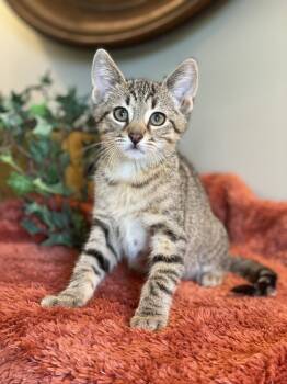 Ollie -  Tabby Cat for Adoption in Taylor, Michigan - Ollie | PetCurious