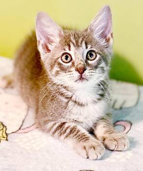 Scuba is the happiness you have been searching for -  Silver and Tabby Cat for Adoption in Bedford Hills, New York - Scuba Is The Happiness You Have Been Searching For | PetCurious