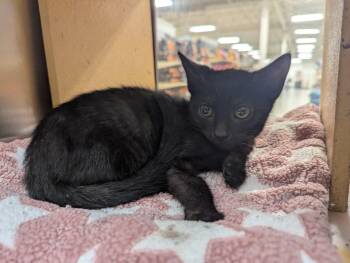 Theodore -  Domestic Short Hair Cat for Adoption in Seven Valleys, Pennsylvania - Theodore | PetCurious