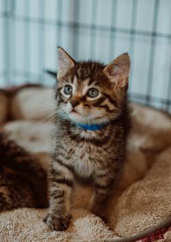 Rescue Tabby Cats for Adoption in Le Mars, Iowa - Lemon Drop (Blue Collar) | PetCurious