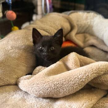 Domestic Short Hair Cats Available for Adoption in Huntsville, Alabama - Starling | PetCurious