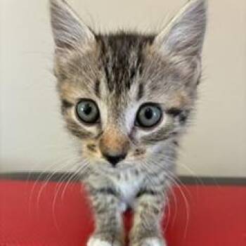 Skittles -  Domestic Short Hair Cat for Adoption in Greensboro, Georgia - Skittles | PetCurious