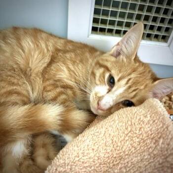 Sushi 1164-26 -  Domestic Short Hair Cat for Adoption in Cumming, Georgia - Sushi 1164-26 | PetCurious