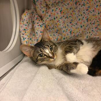 Diva -  Domestic Short Hair Cat for Adoption in Council Bluffs, Iowa - Diva | PetCurious