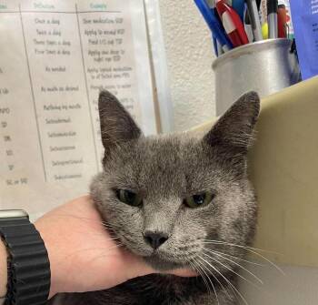 Brick -  Domestic Short Hair Cat for Adoption in Bolivar, Missouri - Brick | PetCurious