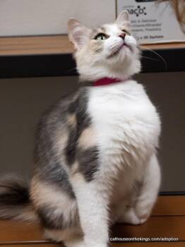 Delilah -  Dilute Calico and Maine Coon Cat for Adoption in Parlier, California - Delilah | PetCurious
