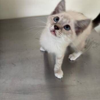 Siamese and Domestic Short Hair Cats Available for Adoption in Galax, Virginia - Barbie | PetCurious