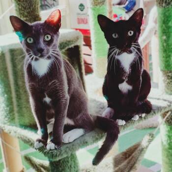 Rescue Domestic Short Hair Cats for Adoption in Jacksonville, Florida - Zappa & Zip | PetCurious