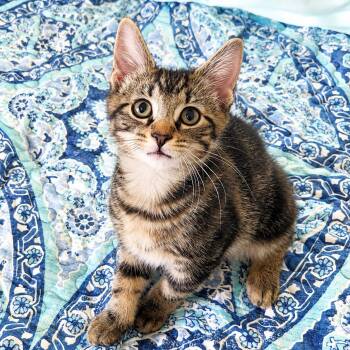 Fred Astaire (Freddy) -  Domestic Short Hair Cat for Adoption - Fred Astaire (Freddy) | PetCurious