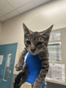 KEVIN FLYNN -  Domestic Short Hair Cat for Adoption in Las Vegas, Nevada - KEVIN FLYNN | PetCurious