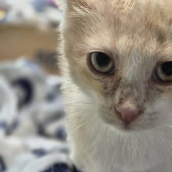 Cream Soda -  Domestic Short Hair Cat for Adoption in Allison Park, Pennsylvania - Cream Soda | PetCurious