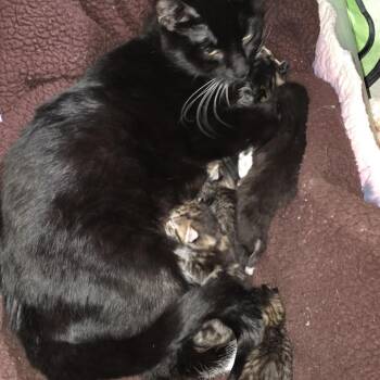 Domestic Short Hair Cats Available for Adoption - Fish C10039 | PetCurious