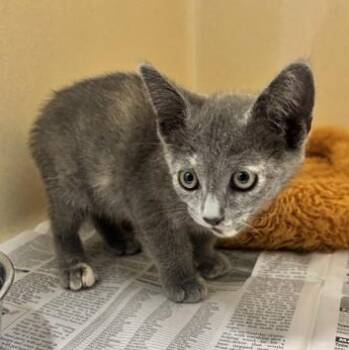 Valentina -  Domestic Short Hair Cat for Adoption in Converse, Texas - Valentina | PetCurious